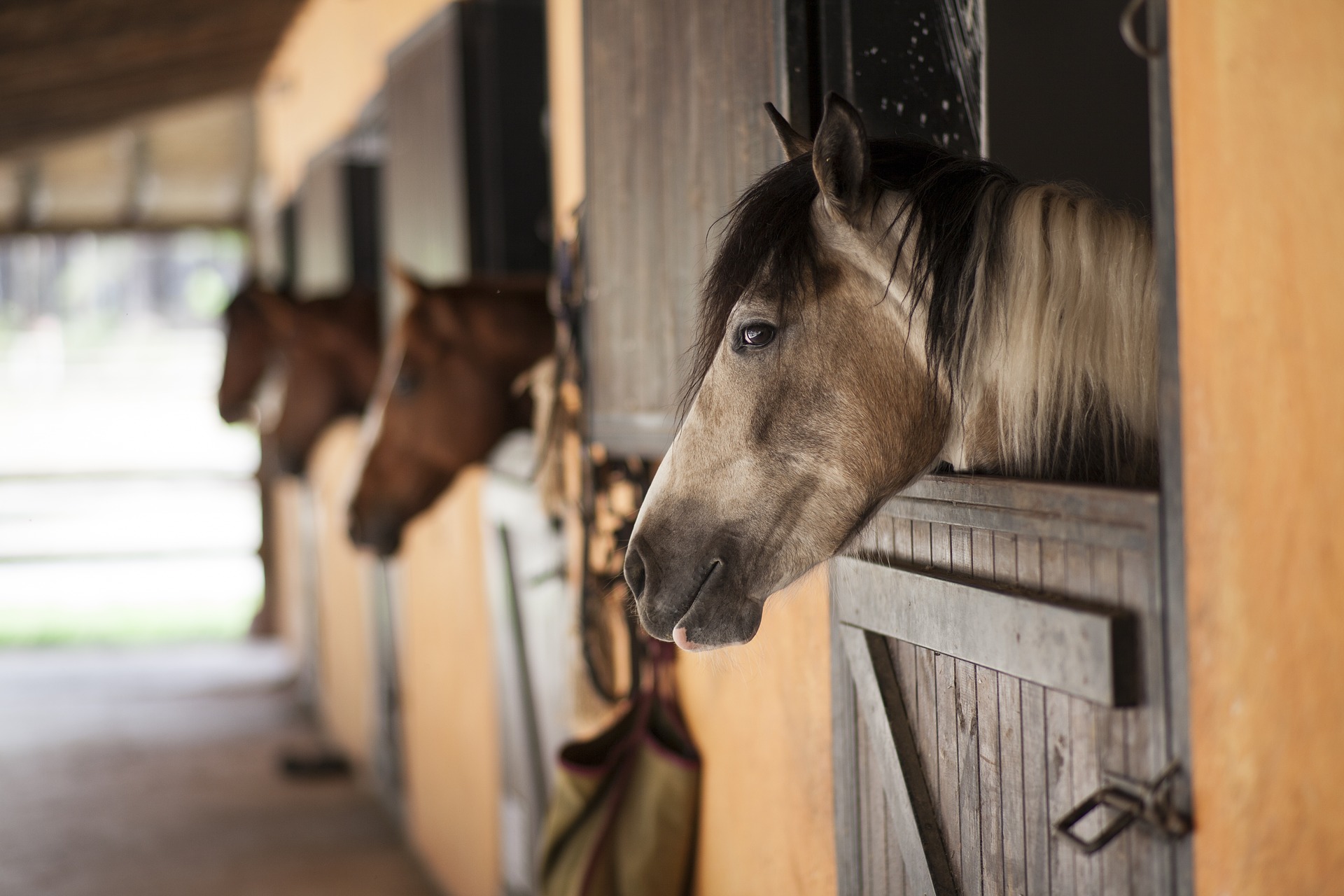 meditation-for-equestrians-berni-k